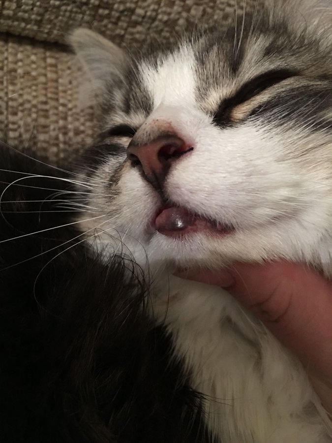 Swollen Bottom Lip Cat