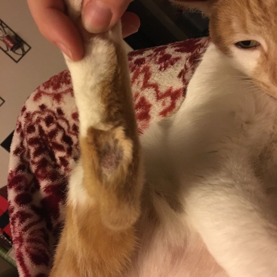 Rough spots on back of hind legs. Normal? TheCatSite