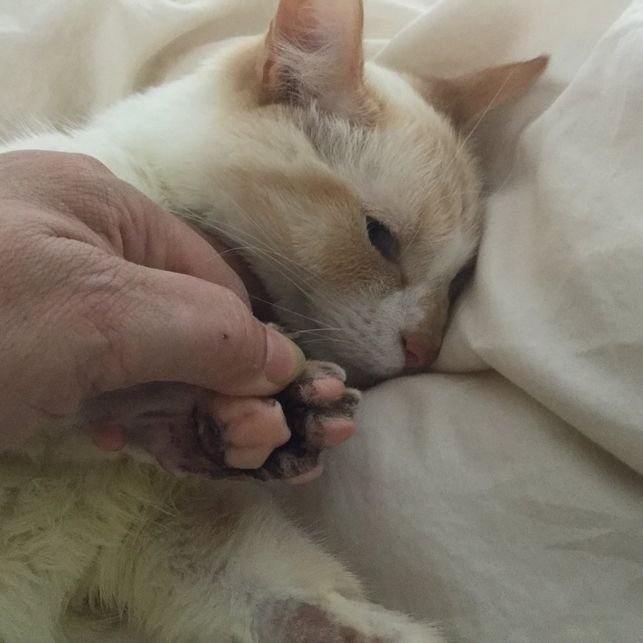 Black on skin between paw Vet thinks it's | Page 2 | TheCatSite