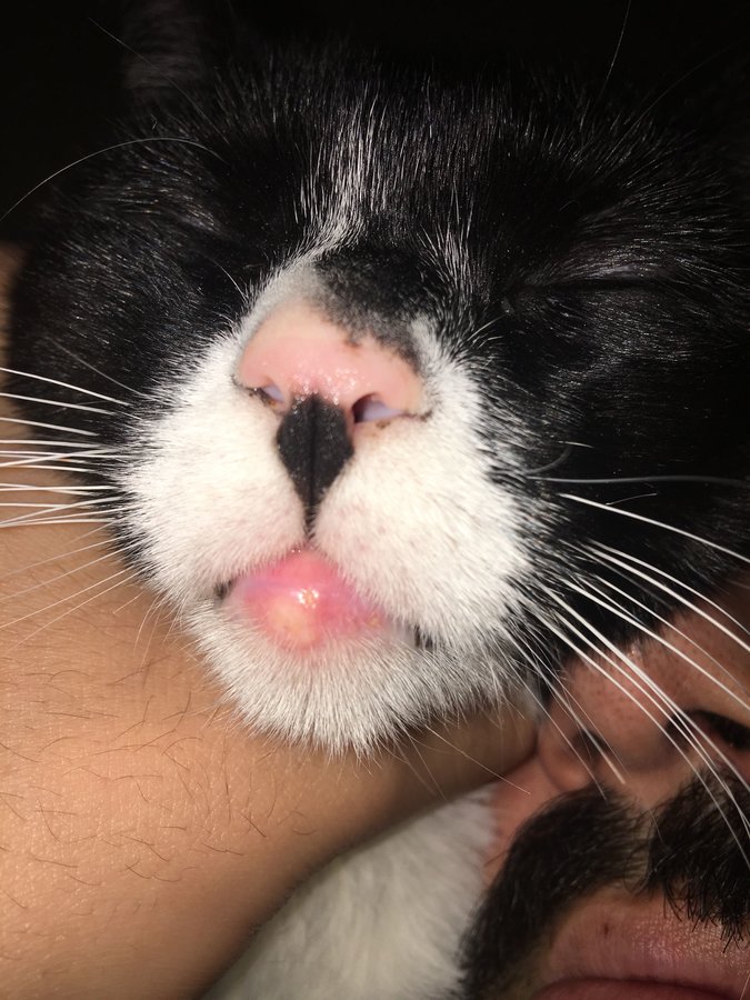 Cat Pimple Whitehead Cyst Sore Thecatsite