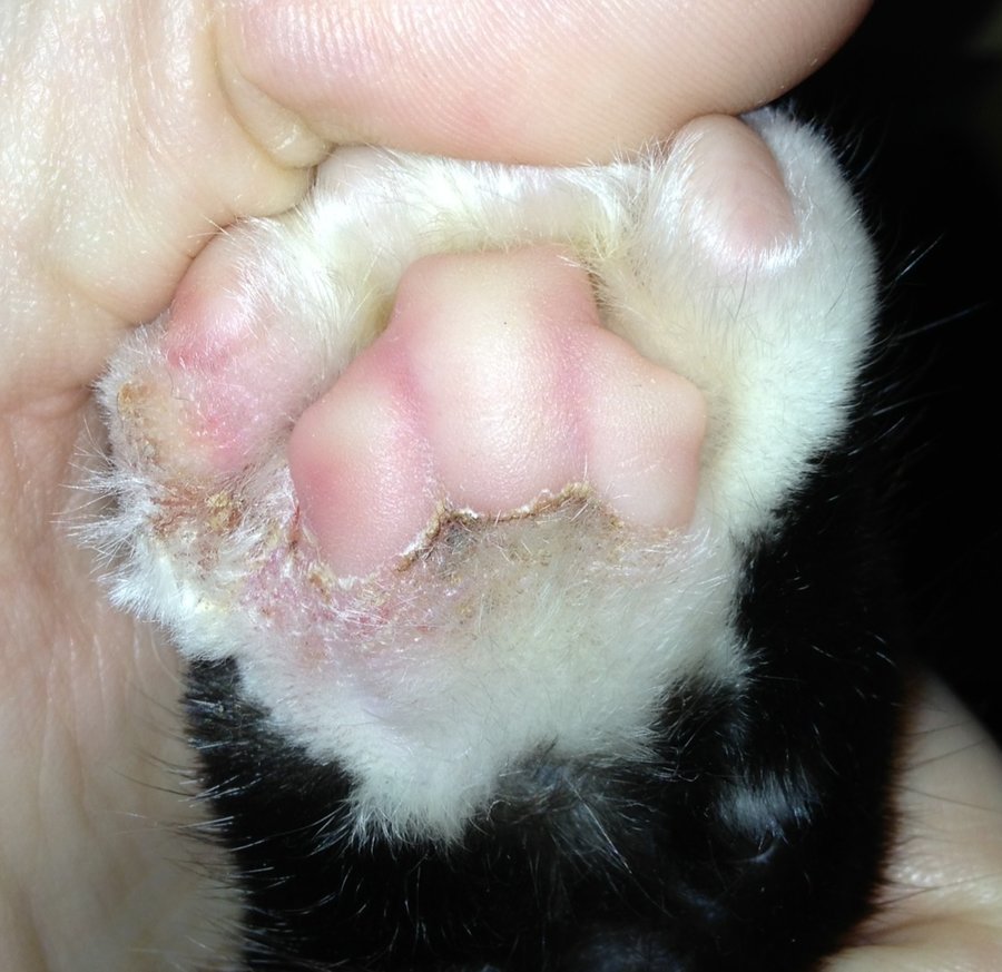 ringworm in cats paws