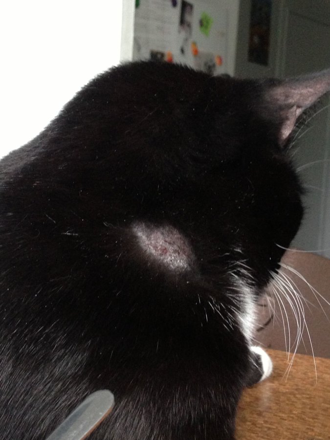 45 Top Pictures Bald Spot On Cat Stomach - My Little Carnivores: Ugh.....we may have Ringworm....