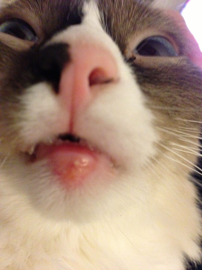 Cat has swollen lower lip (pictures included) TheCatSite
