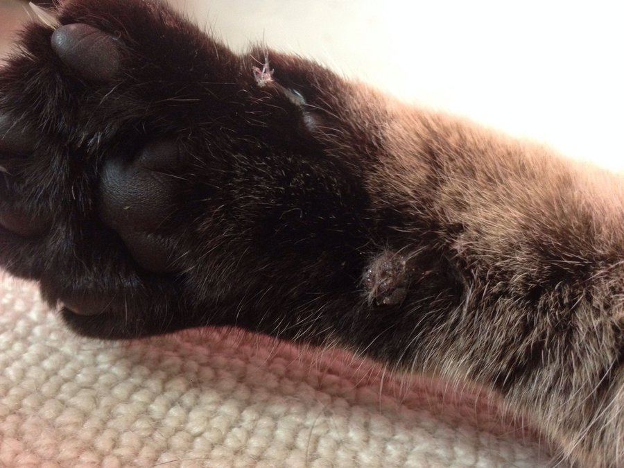 Blister / Lump on Cat's paw TheCatSite