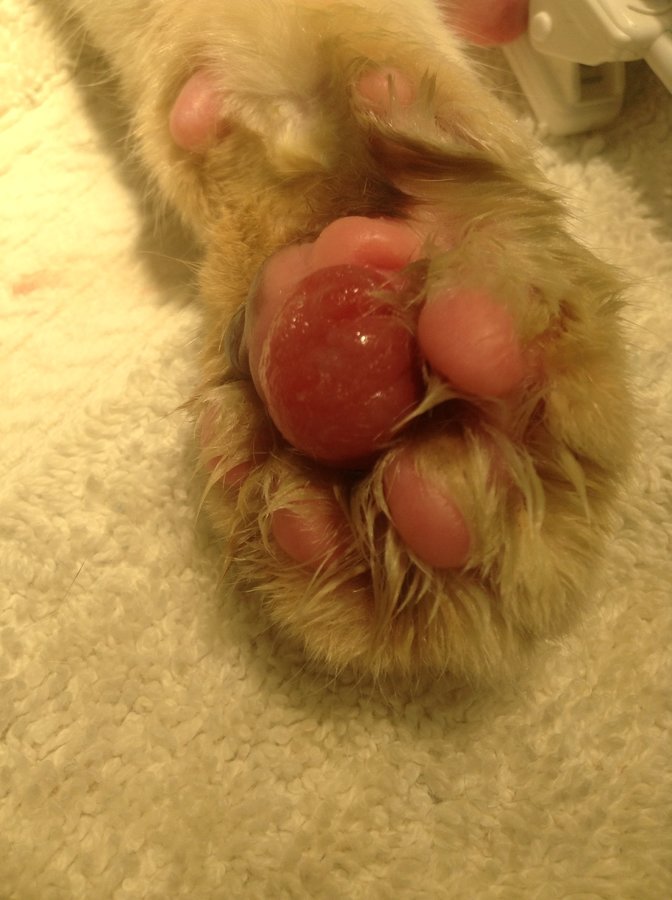 Pillow Foot (Pododermatitis) in Cats