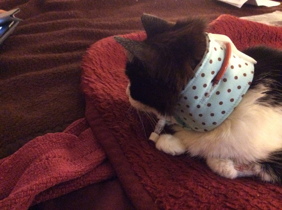 feeding tube collars for cats