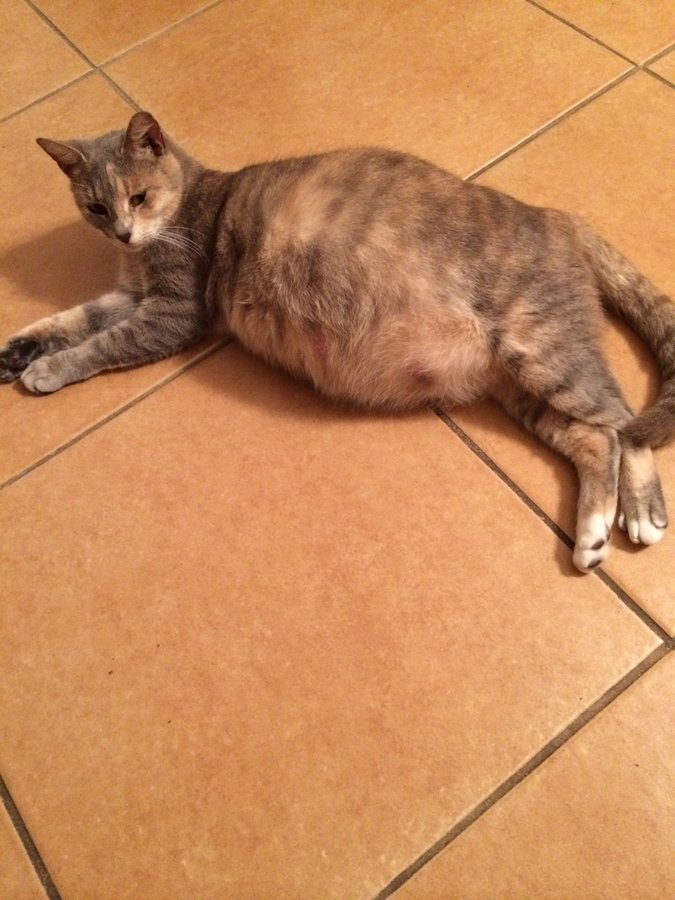 cat about to give birth