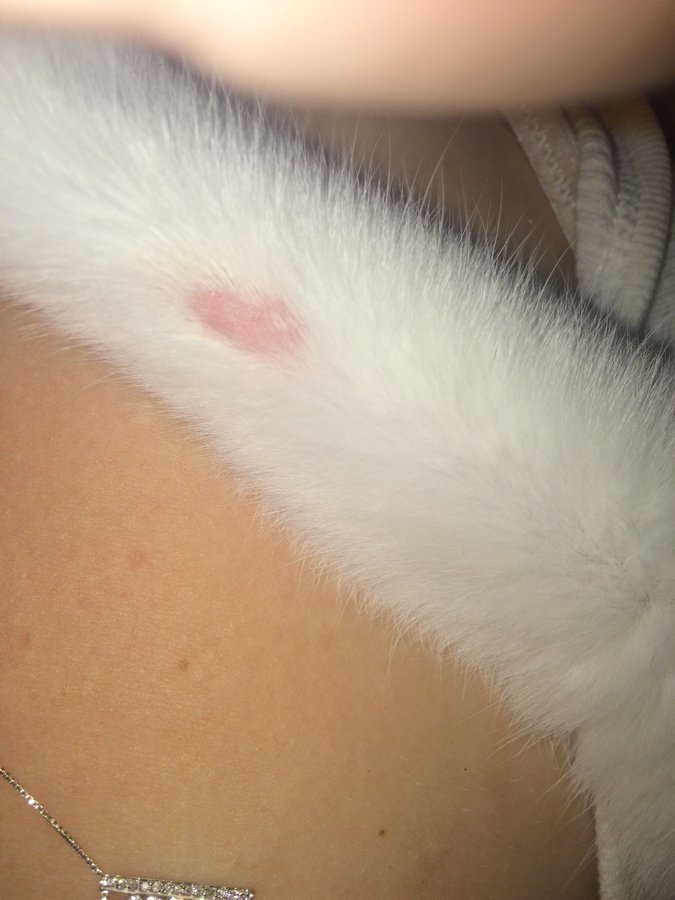 ringworm in cats tail