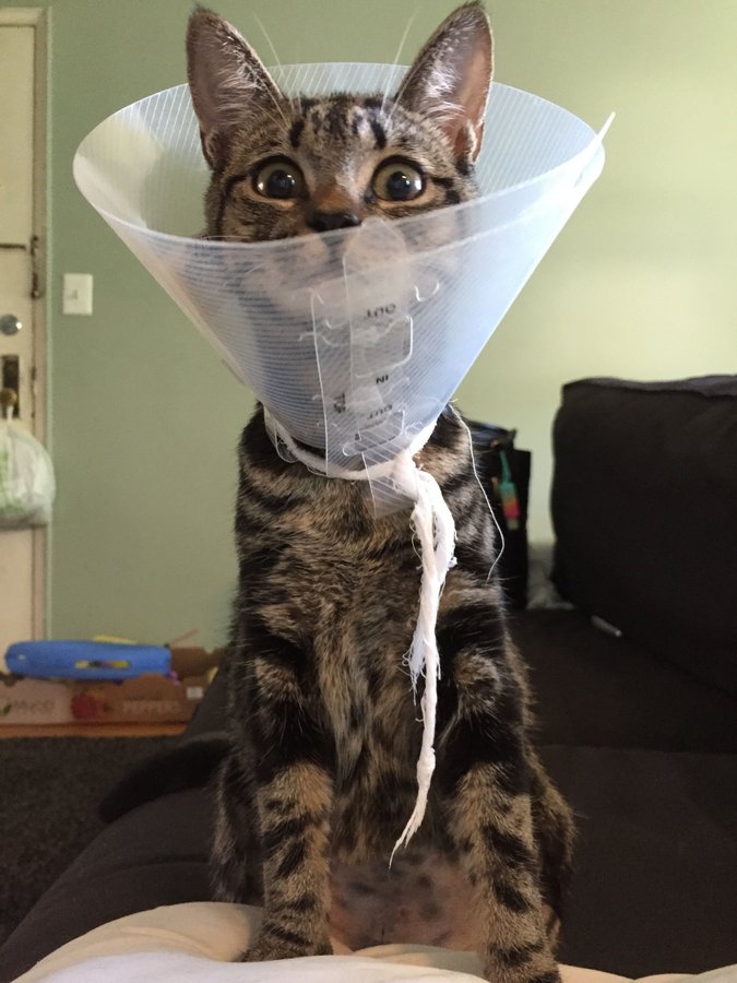 How To Feed Cat With Cone On Head