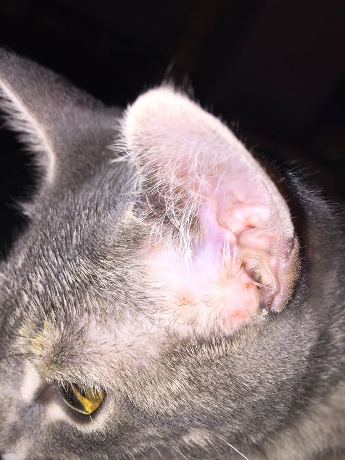 What Do Ear Mites Look Like On Cats