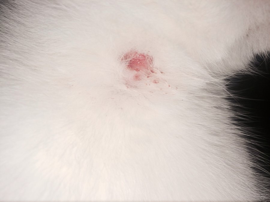 Lump Cat Scratch Disease Pictures