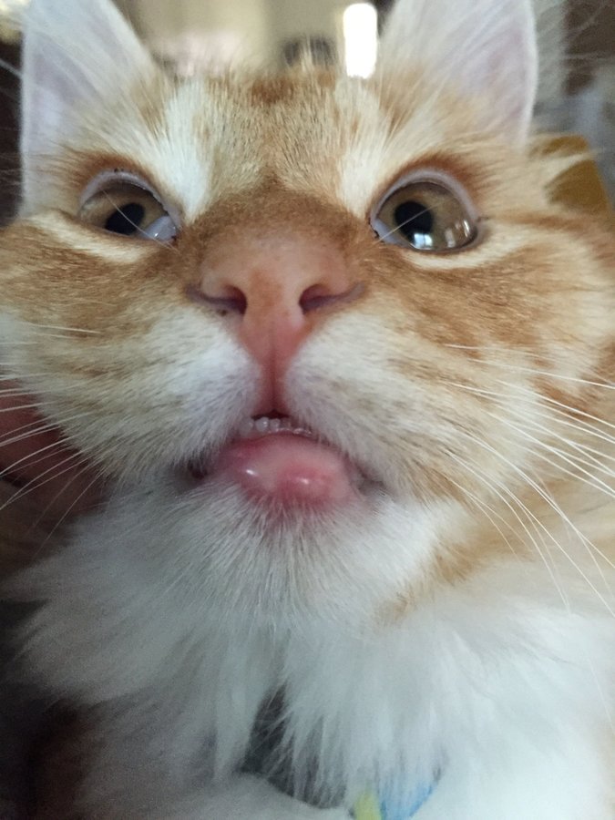 Swollen Bottom Lip Cat Ownerlip.co