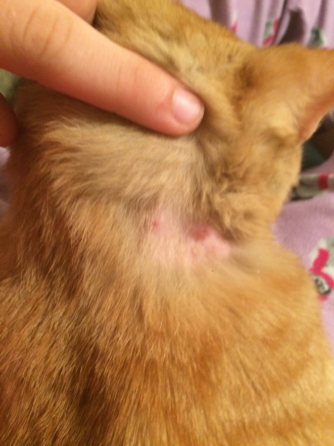 Why does my cat have these scabs on his neck? TheCatSite