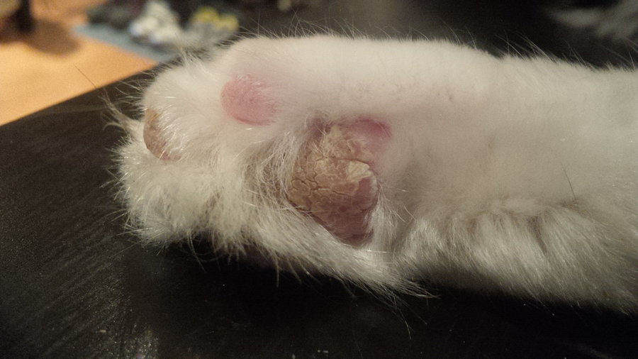Dry Paw Pads Cats