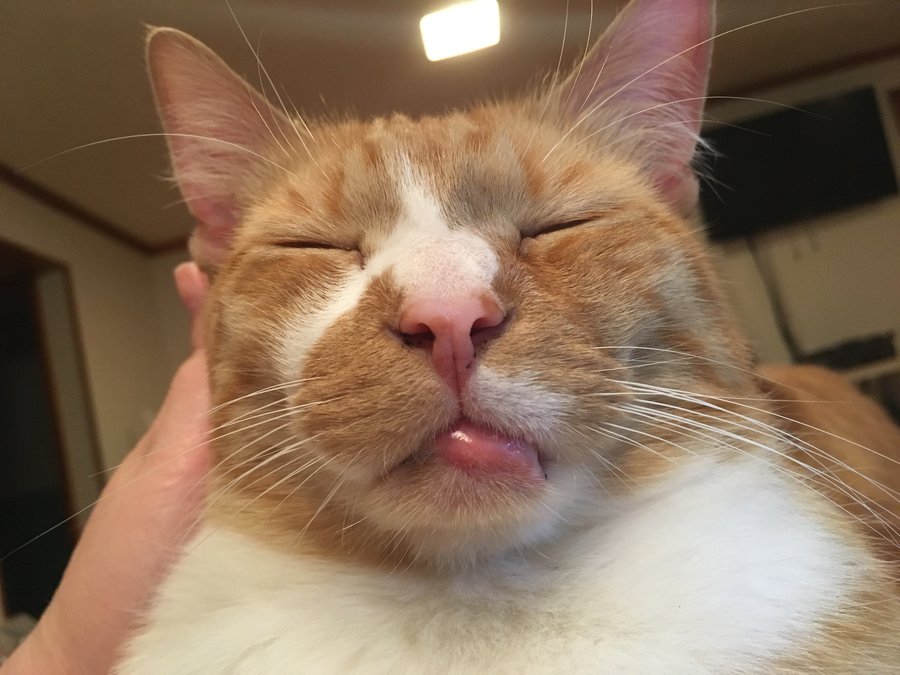 My cat’s bottom lip is inflamed. It’s extremely red, swollen, & puss is
