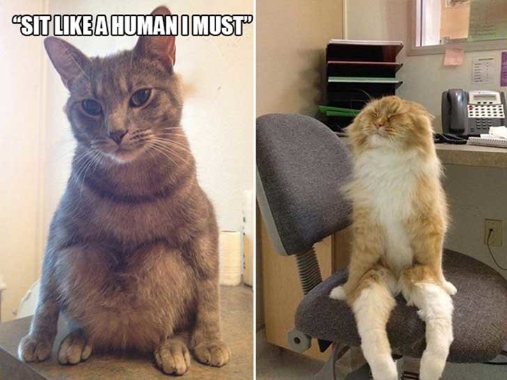 Что значит если кот сидит. Кот сидит. Сидячие коты. Кот смешно сидит. Смешной кот сидит.