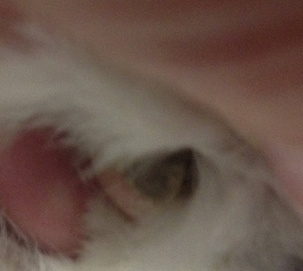 Brown Gray Callus Looking Thing On My Cat S Paw Thecatsite