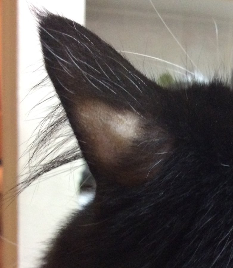 Cat losing hair on ears reddit