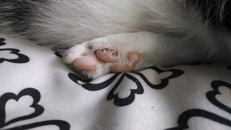 Dry Paw Pads Cats