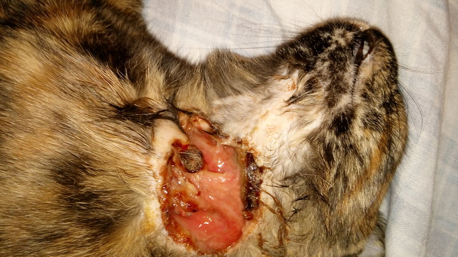 My cat's got a hole in her neck! * WARNING *. Graphic photos. TheCatSite
