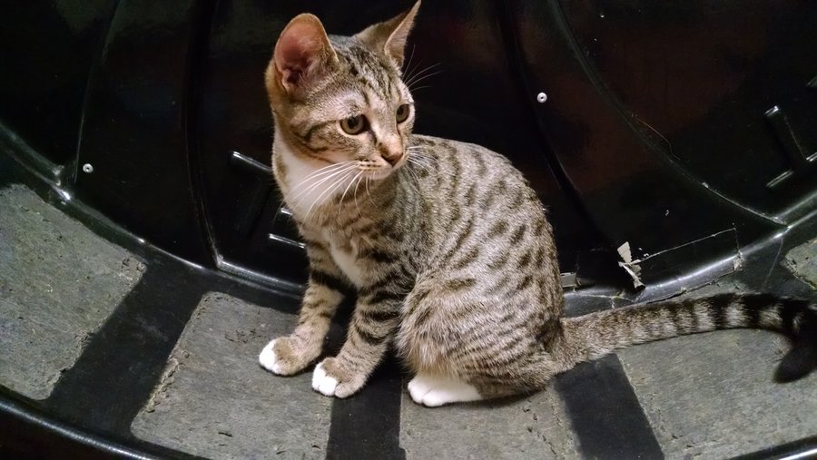 Is this a Serval or a Savannah mix? Please help! | TheCatSite