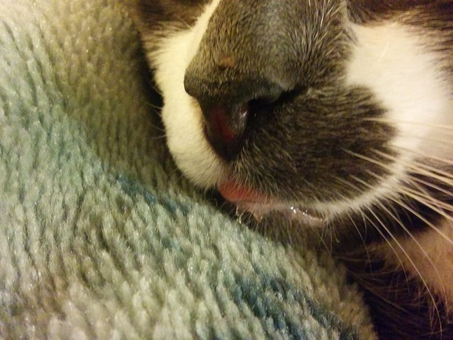 Kitty Is Drooling Sticking Out Tongue And Licking Mouth Thecatsite