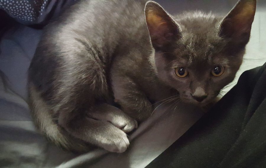 Russian Blue or Domestic Shorthair? | TheCatSite