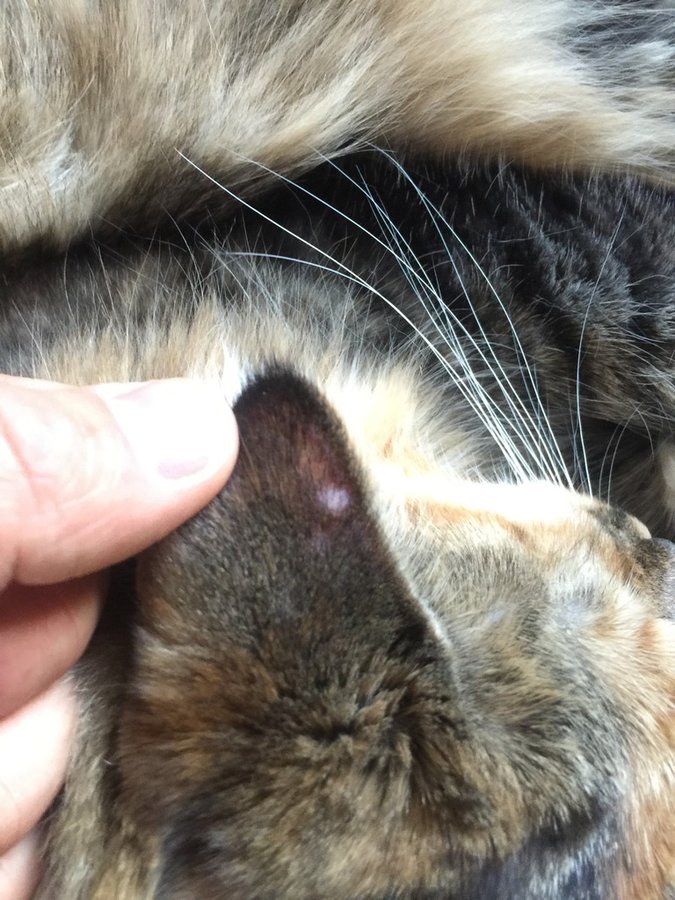 Bump on cats ear! HELP! TheCatSite