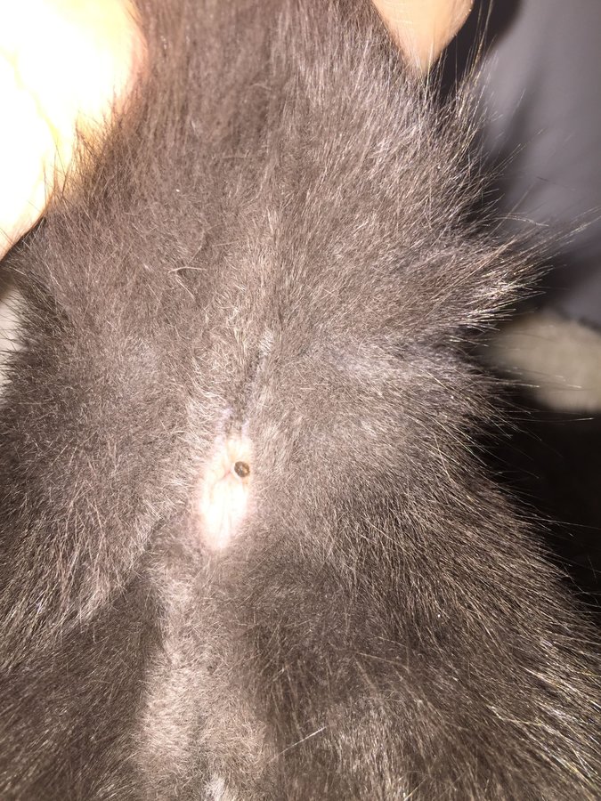 What is this growth skin tag looking thing on my cat's anus.? Please