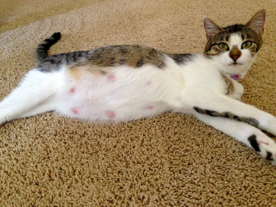 Беременная кошка фото по месяцам