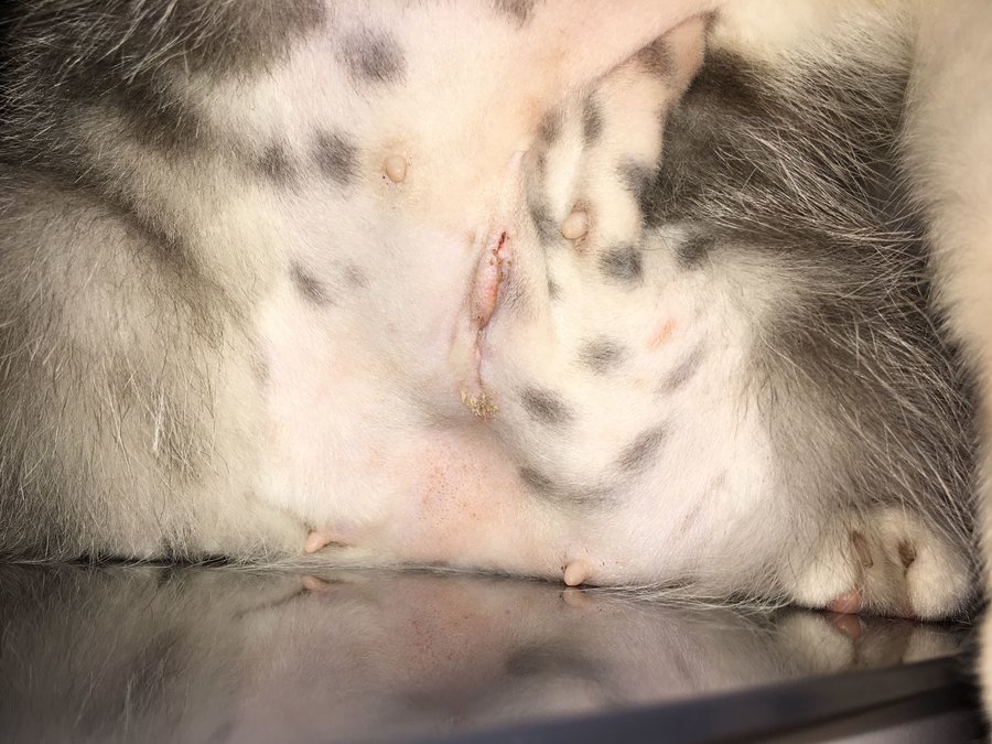 Hard Lump Under Cats Spay Incision