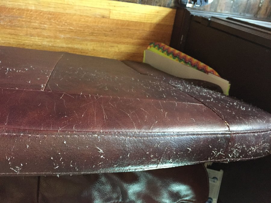 Ruined Leather Furniture And Other, How To Have Leather Furniture With Cats