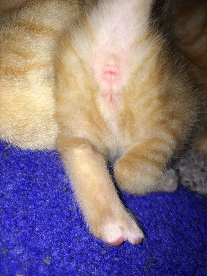 Sad kitten - nude photos