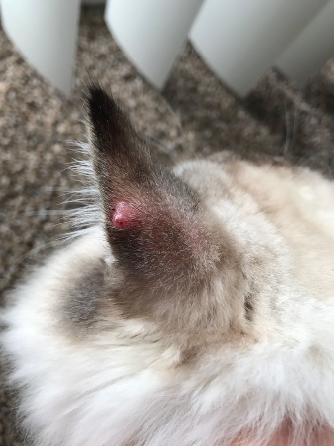 Red bump on cats ear. Need help!! TheCatSite
