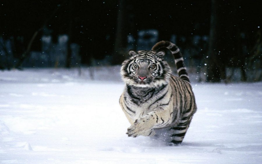 In a Hurry, White Tiger (Copy).jpg