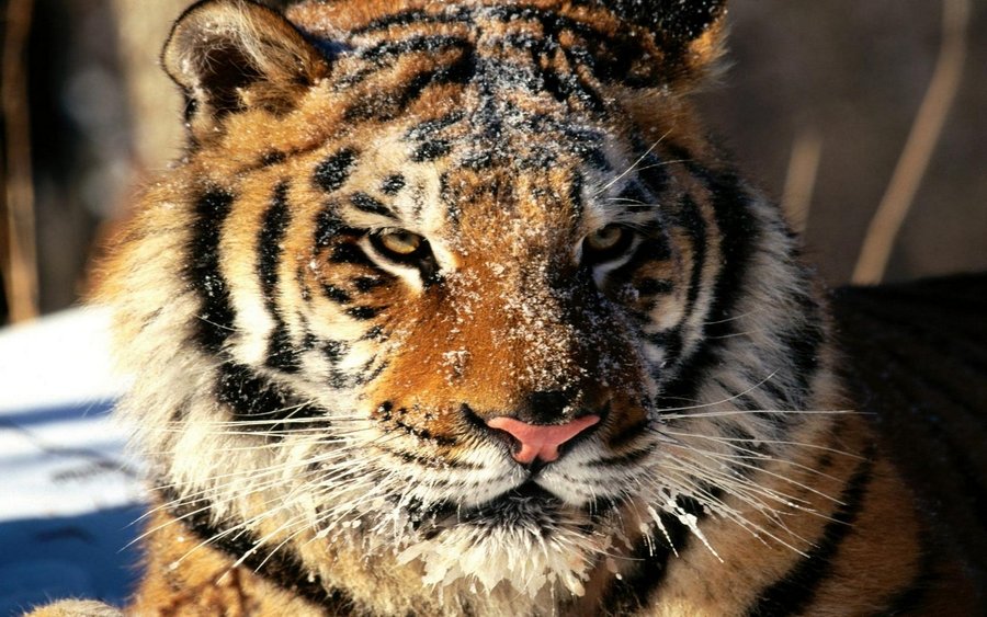 In Siberia, Tiger (Copy).jpg