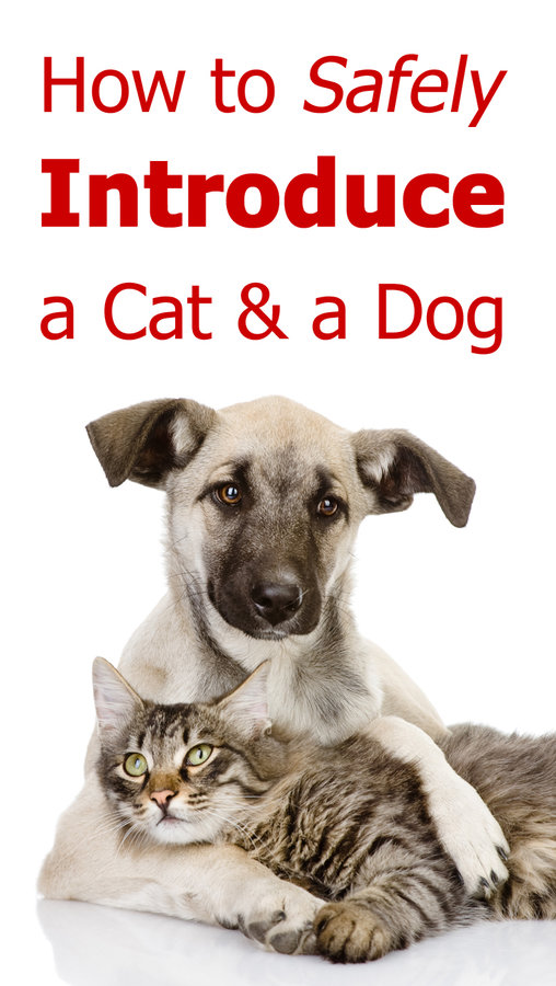 How To Safely Introduce A Cat And A Dog | TheCatSite