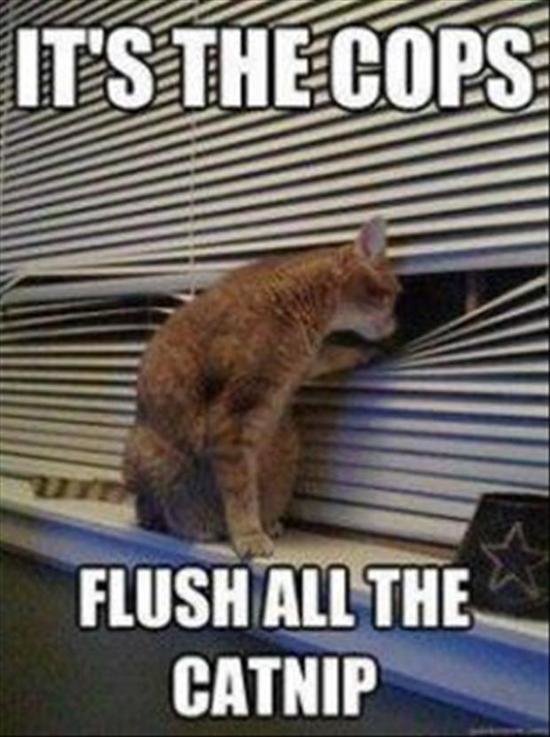 its-the-cops-flush-the-drugs-funny-cats.jpg