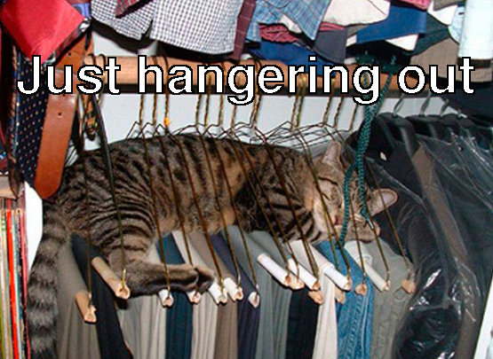just-hangering-out-cat-meme.jpg