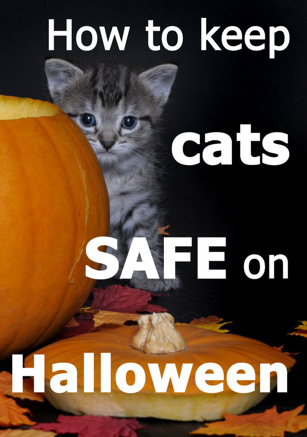 keep-cats-safe-halloween.jpg