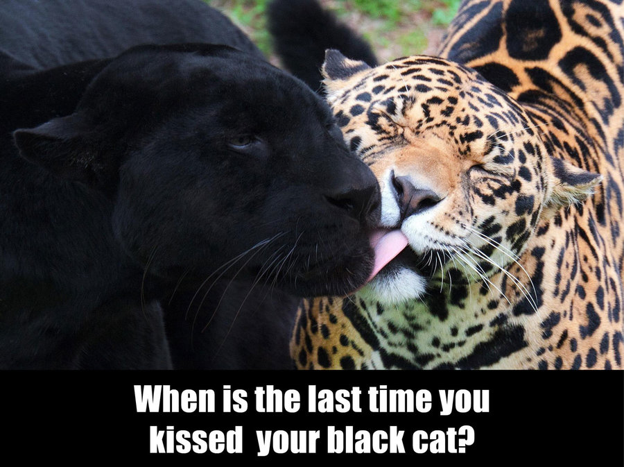 kiss-black-cat.jpg