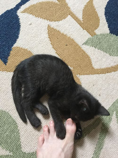 kitten biting foot.jpg