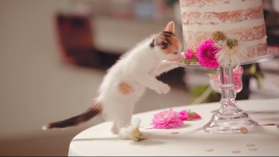 kitten eating wedding cake.jpg