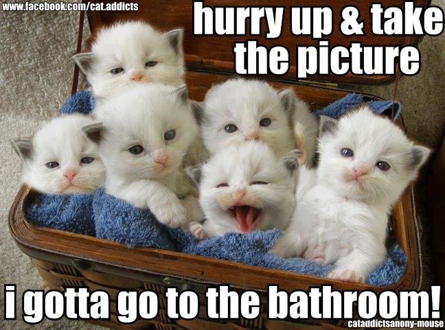 kitten gotta pee!.jpg