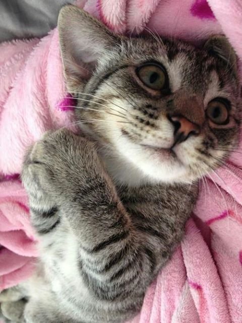 Kitten really cute.jpg