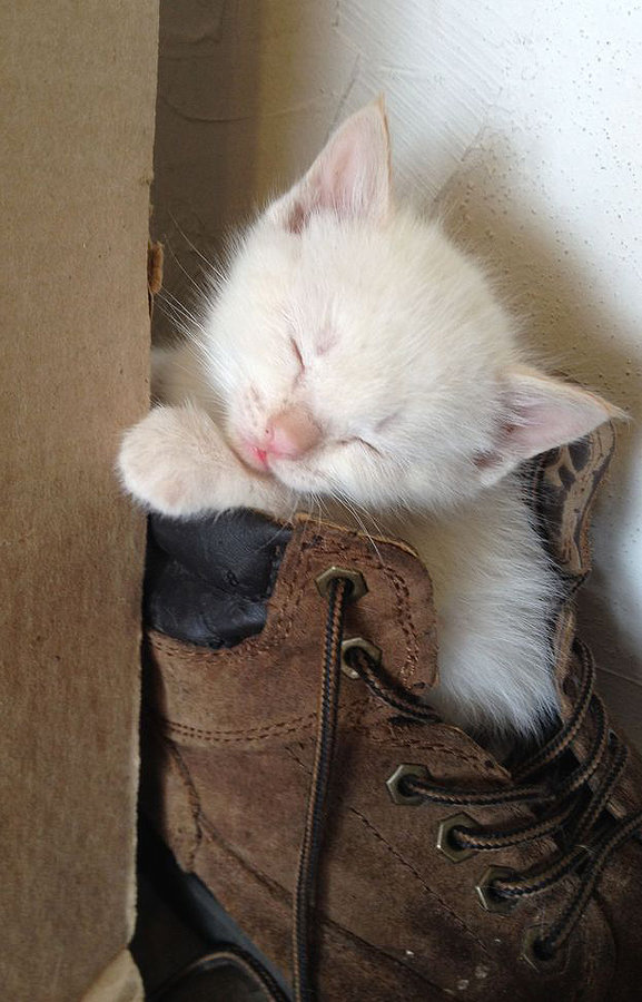 kitten sleeping boot.jpg