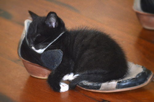 kitten sleeping on shoe.jpg