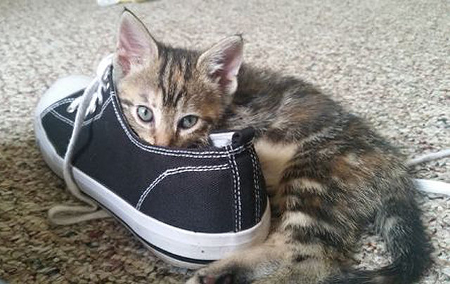 kitten with sneaker.jpg