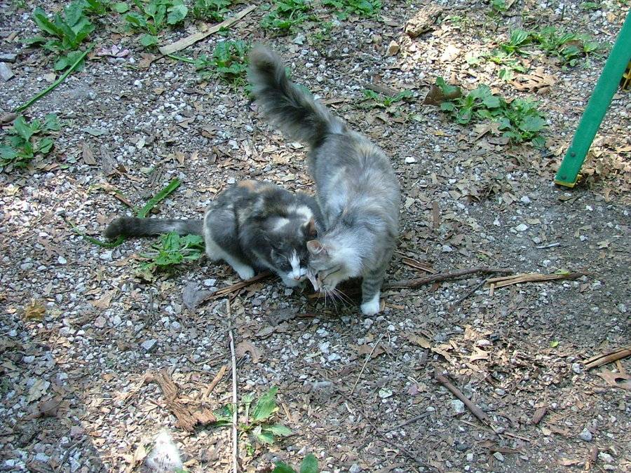 Kitties! 069.jpg