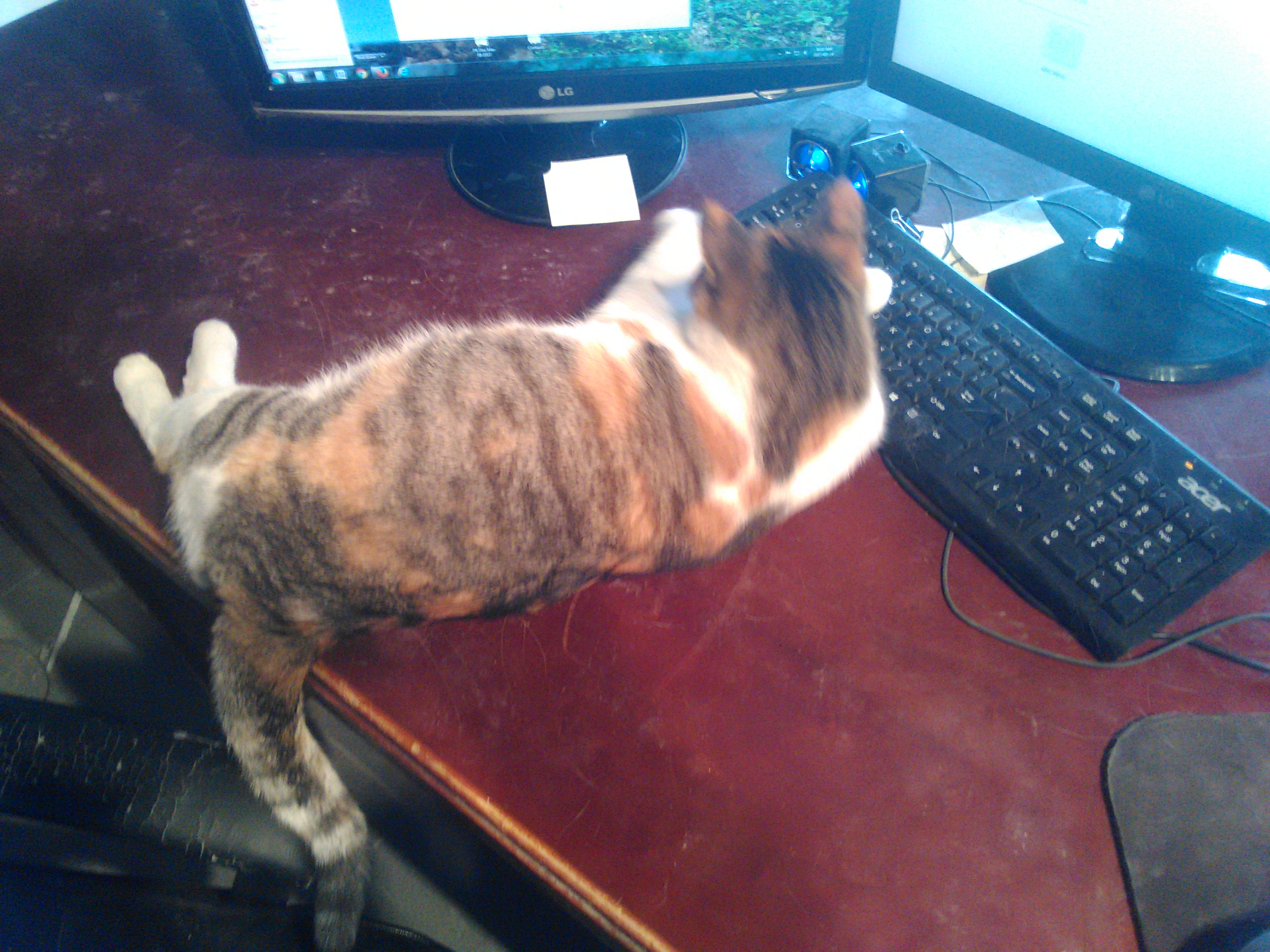 Kitty at Work